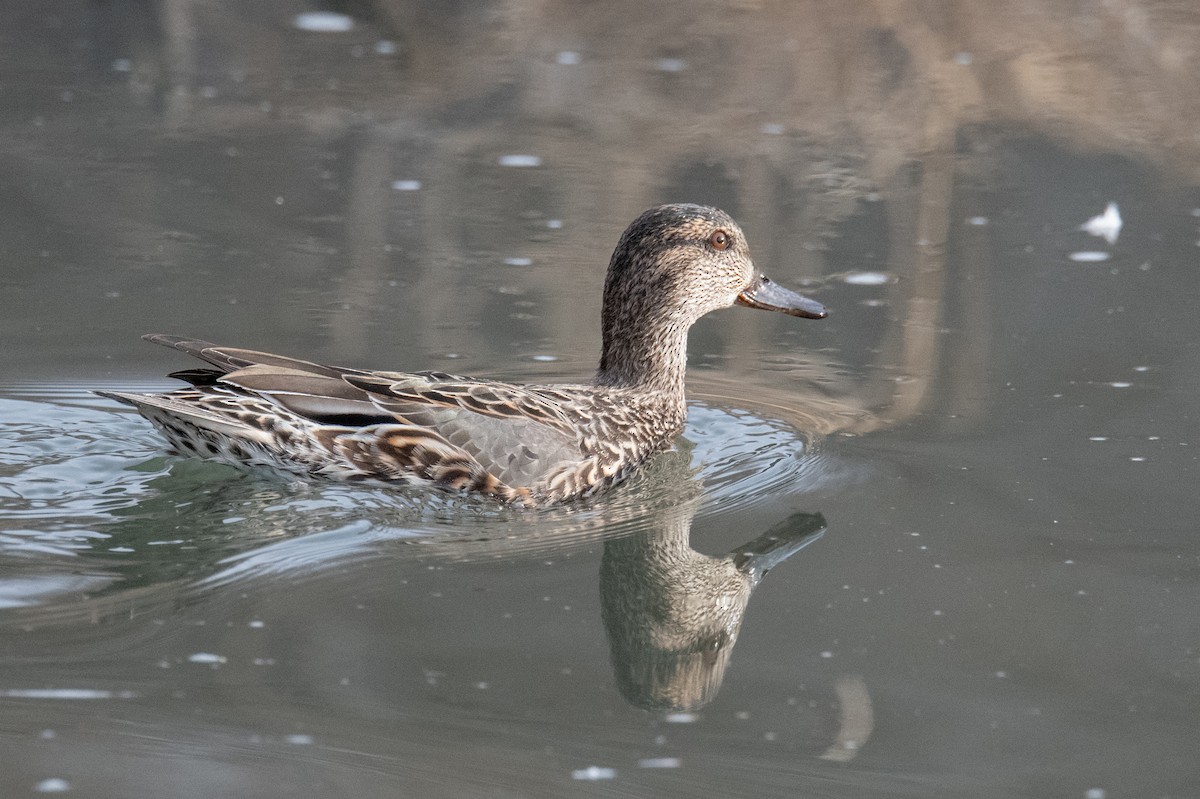 Green-winged Teal - ML614941407