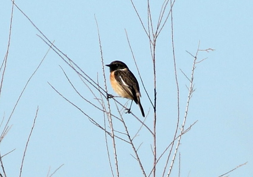 European Stonechat - ML614941413