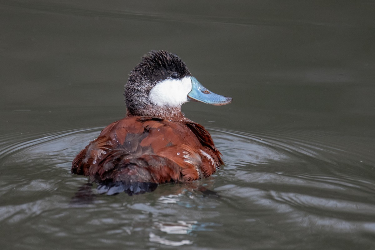 Ruddy Duck - ML614941414