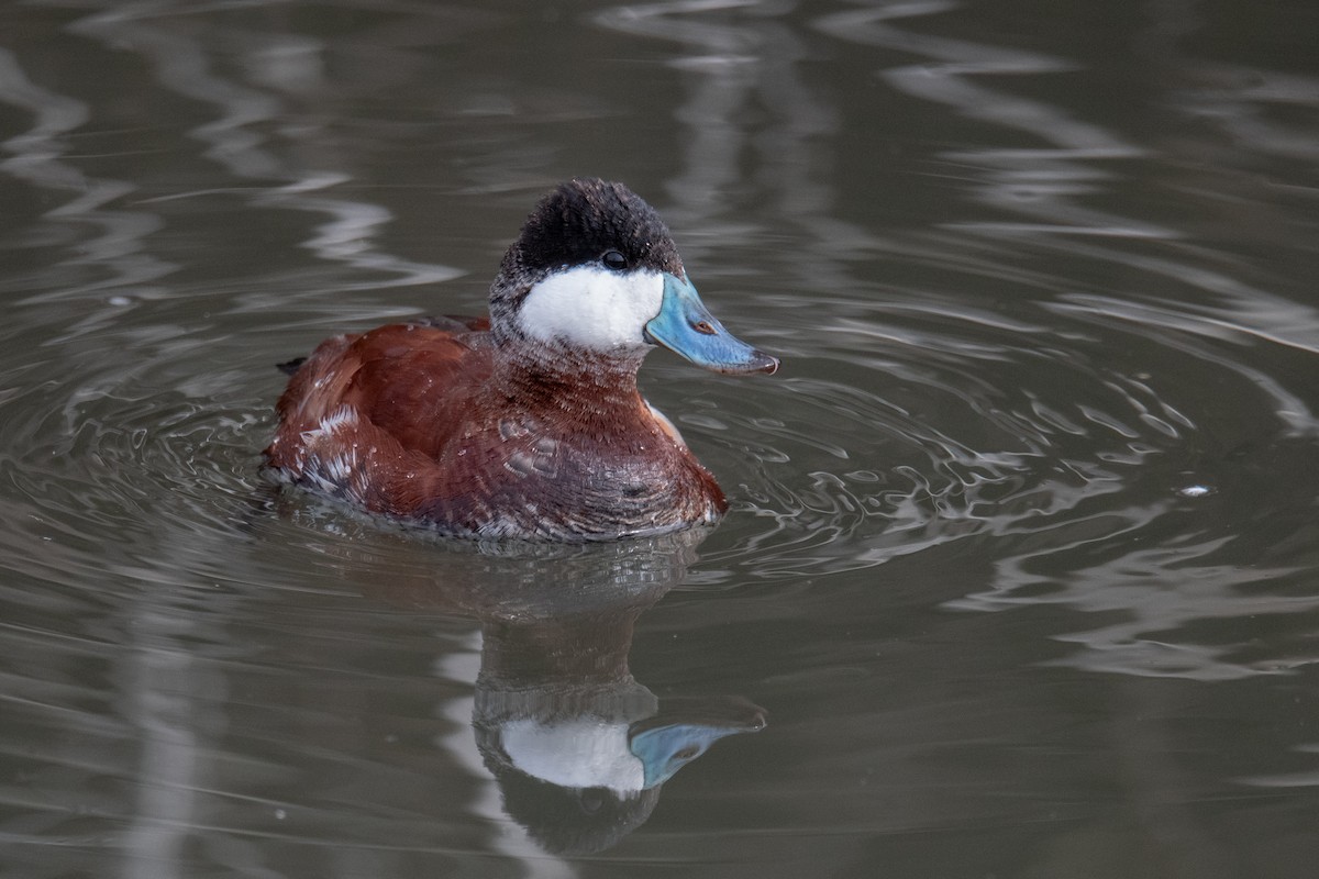 Ruddy Duck - ML614941415