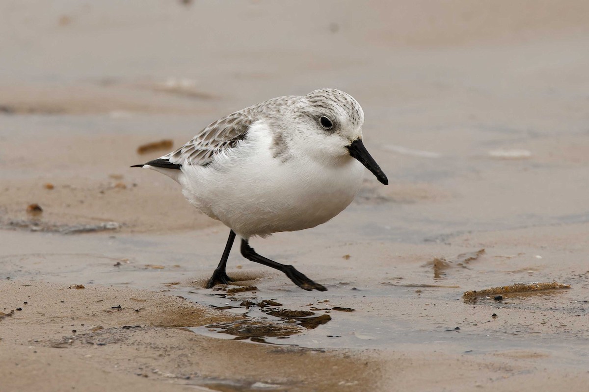 Sanderling - Matthew Mellor