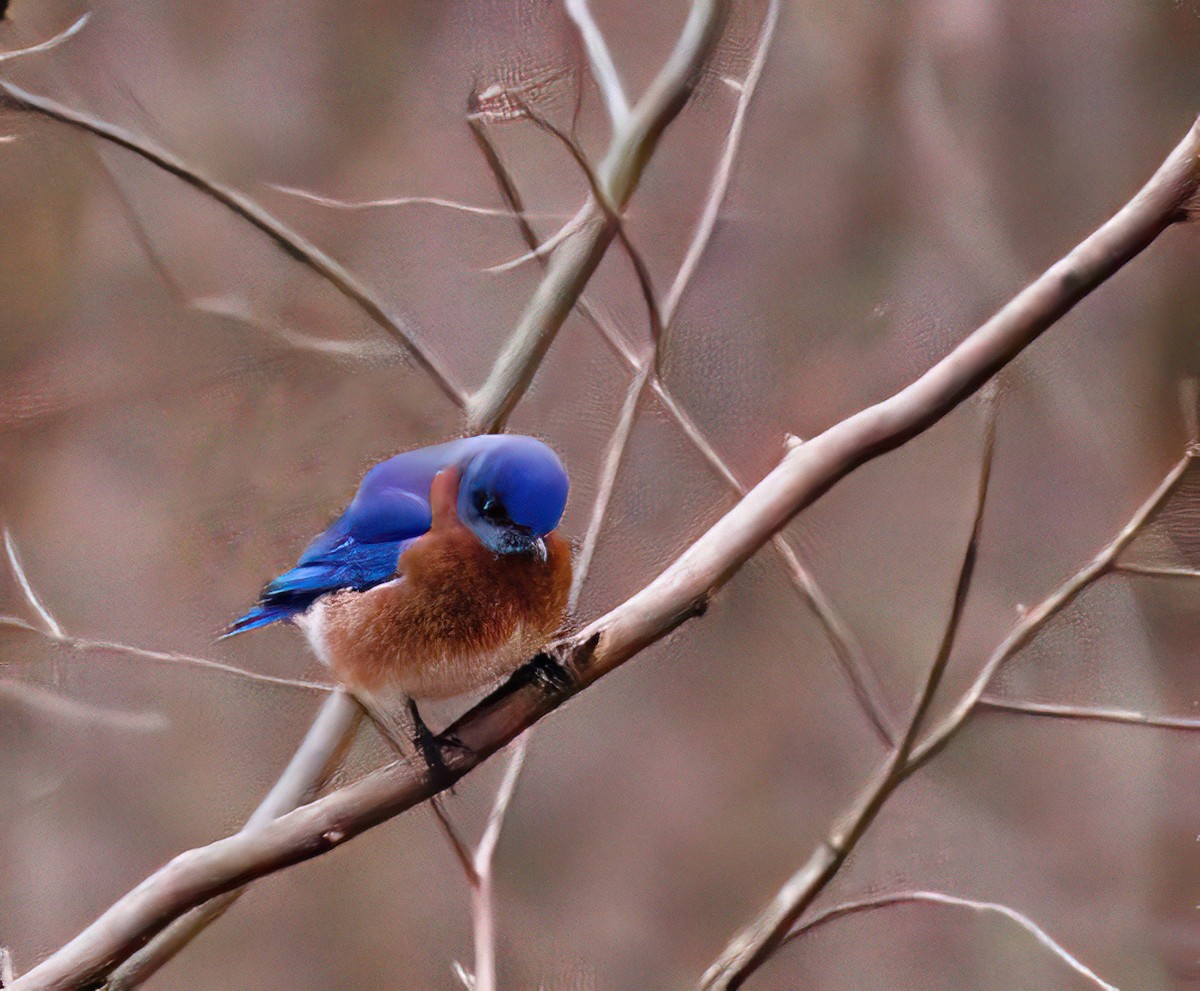 Eastern Bluebird - ML614941442