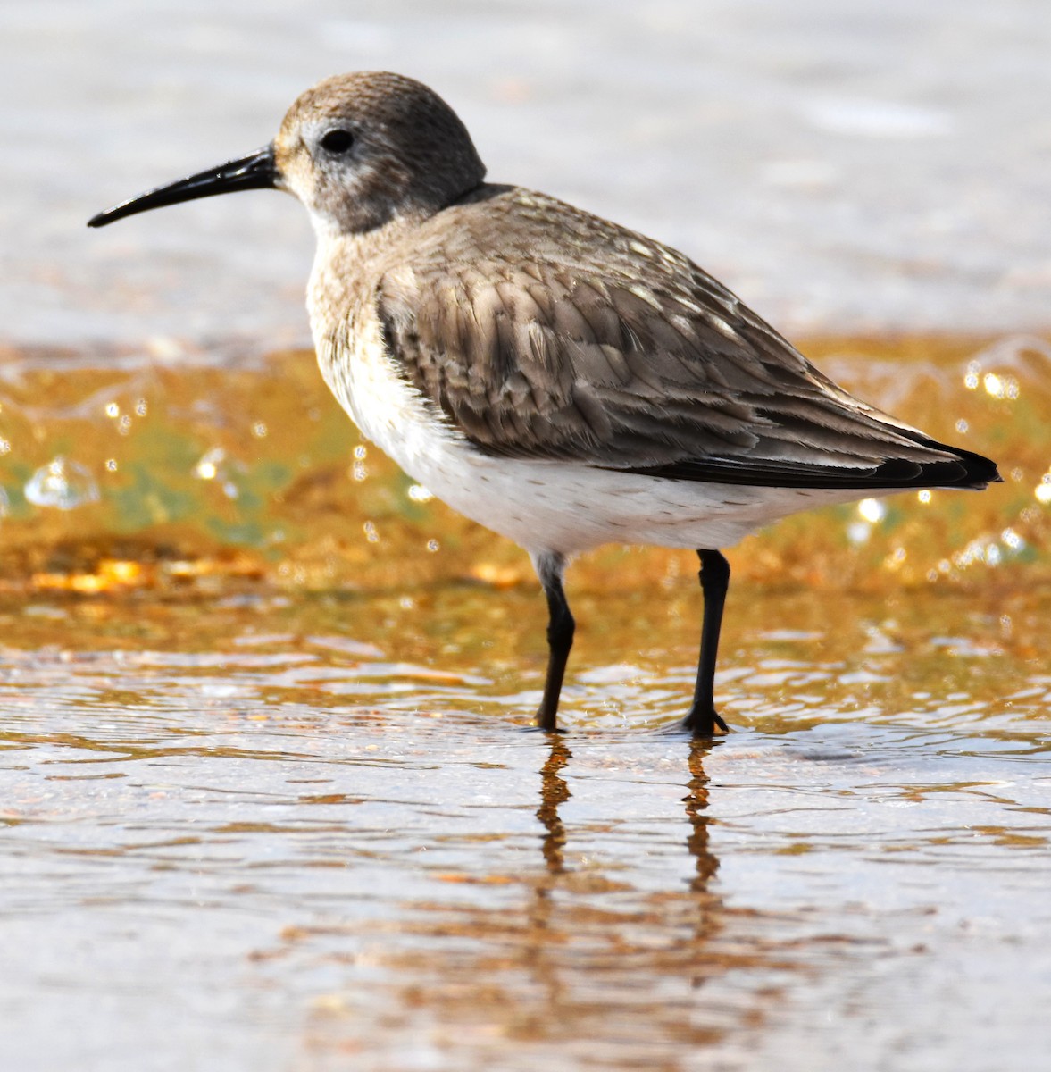 Dunlin - ML614941447