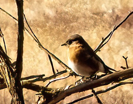 Eastern Bluebird - ML614941451