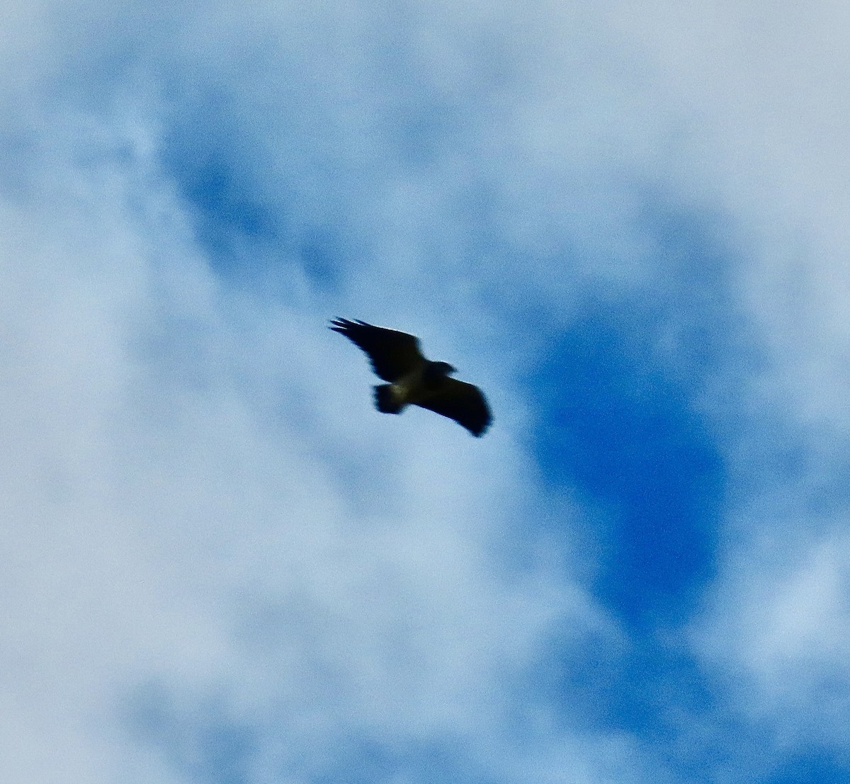 Black-chested Buzzard-Eagle - ML614941464