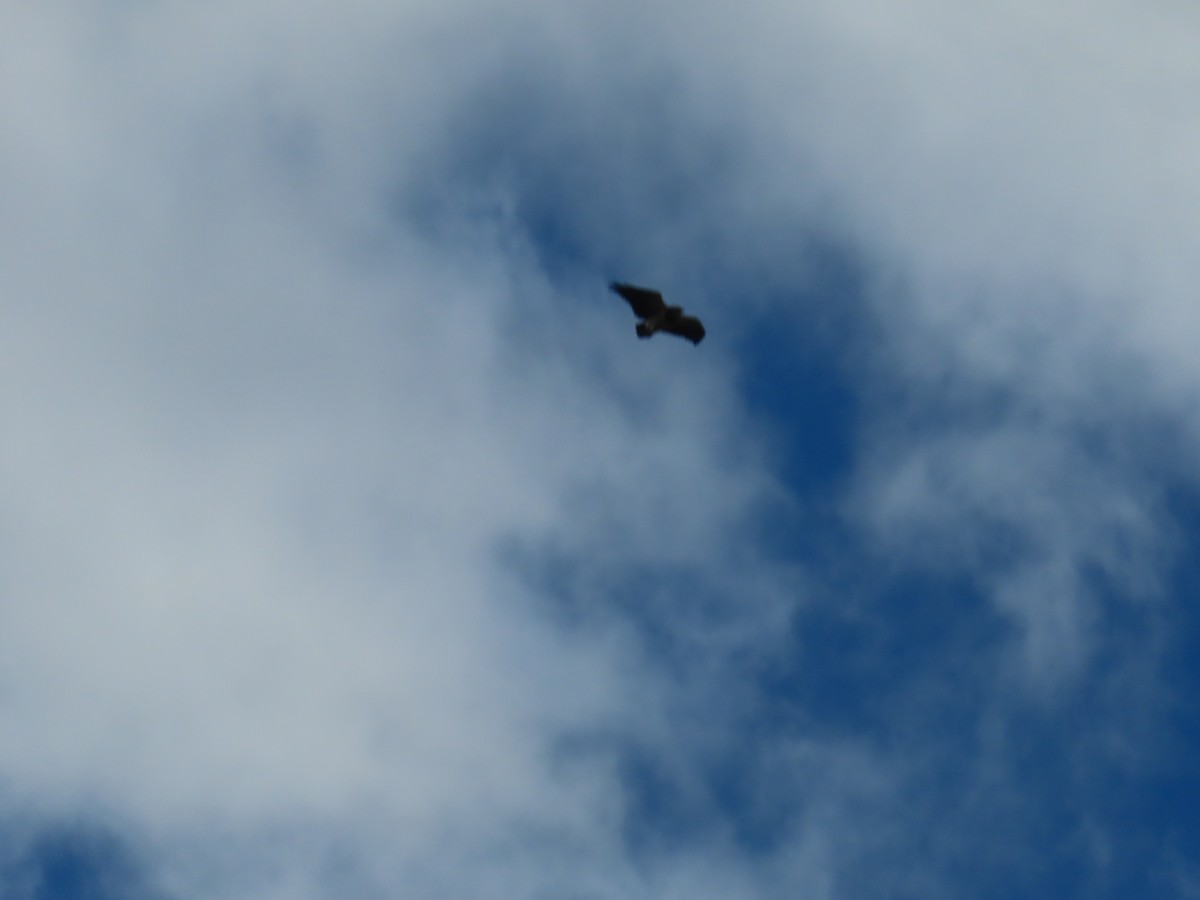 Black-chested Buzzard-Eagle - ML614941466