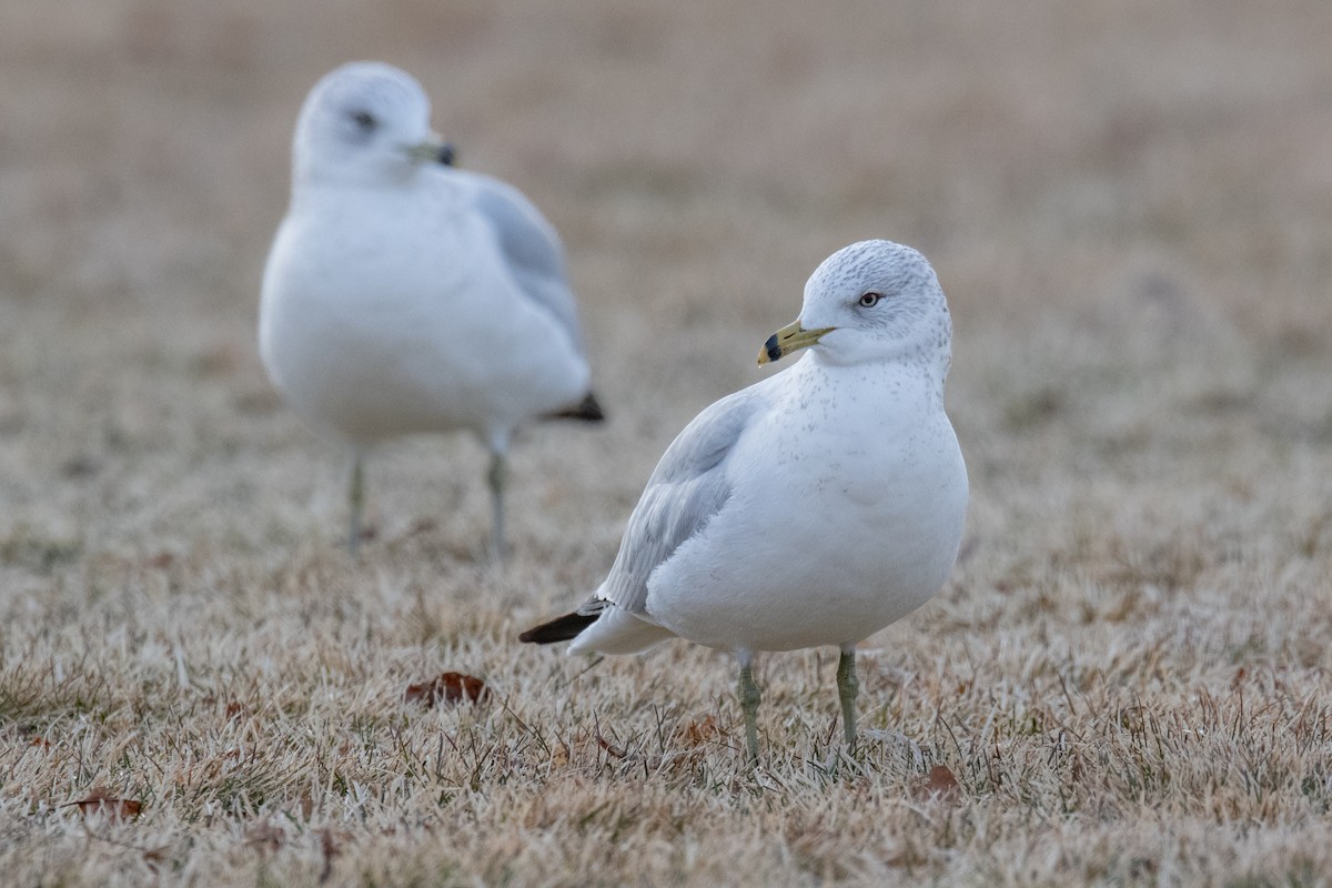 Ring-billed Gull - ML614941468