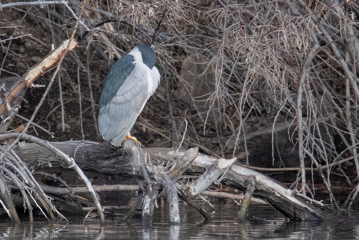 Black-crowned Night Heron - ML614941473