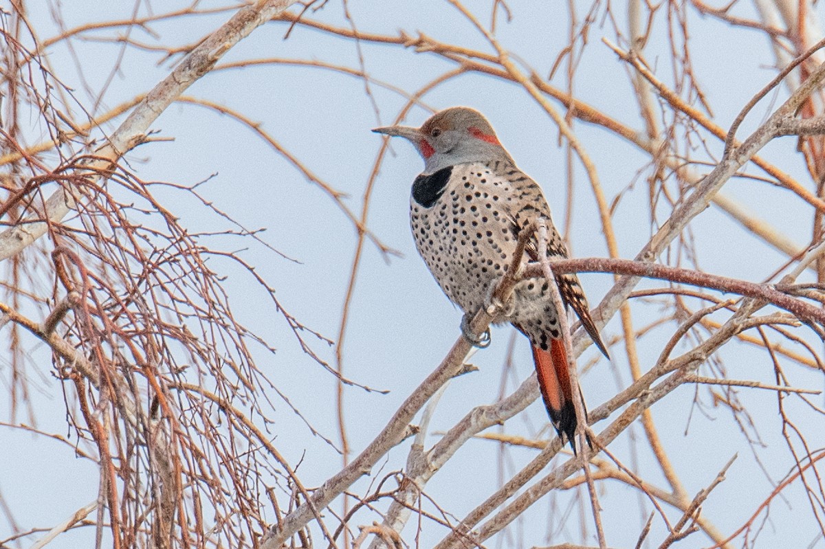 Northern Flicker (Yellow-shafted x Red-shafted) - ML614941497