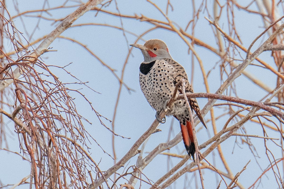Northern Flicker (Yellow-shafted x Red-shafted) - ML614941498