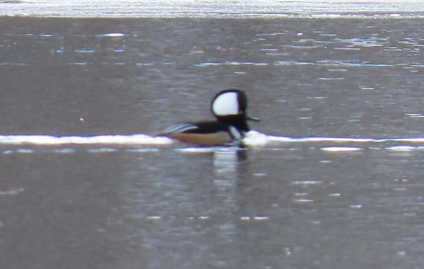 Hooded Merganser - ML614941500