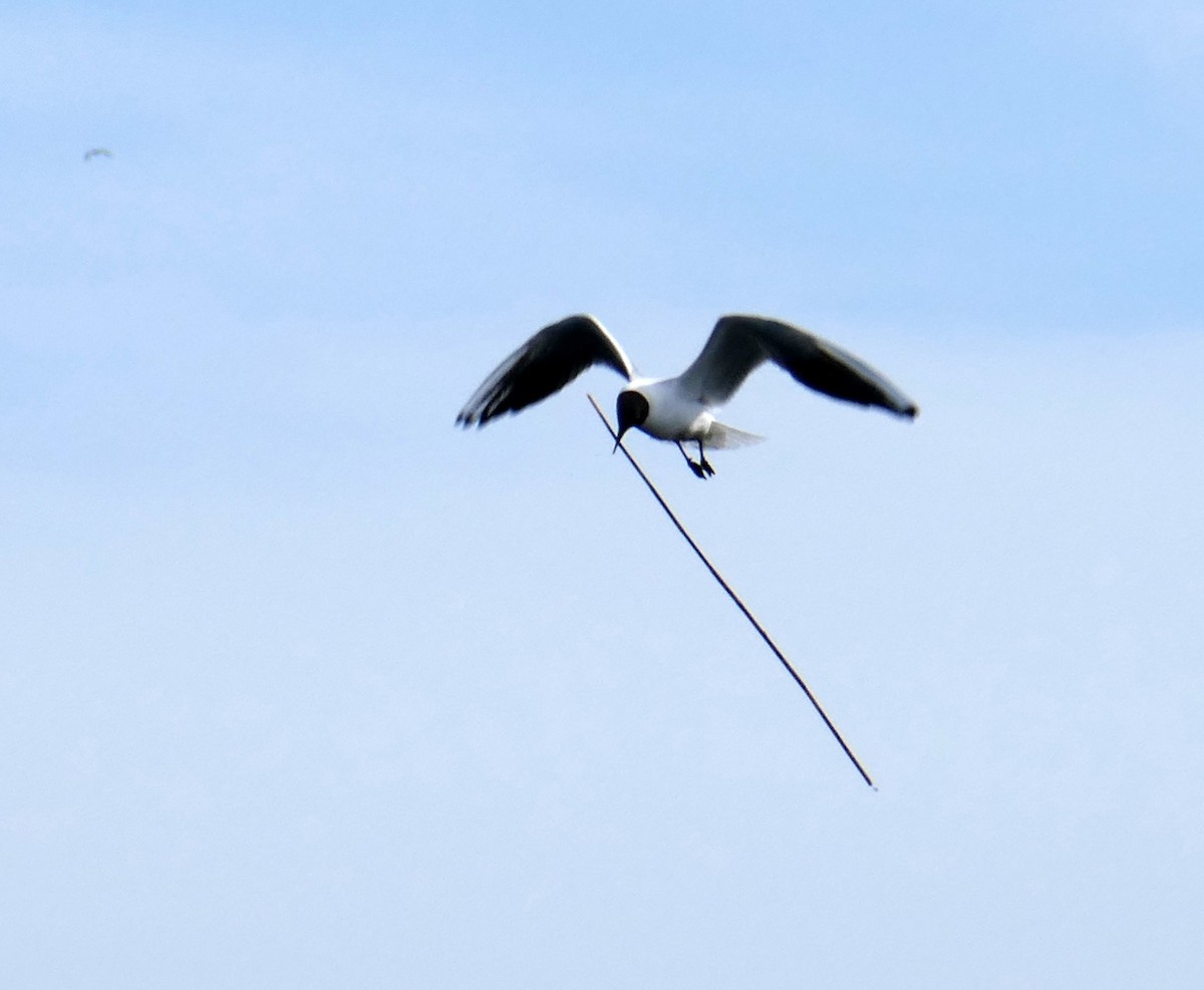 Black-headed Gull - Dmitrii Konov