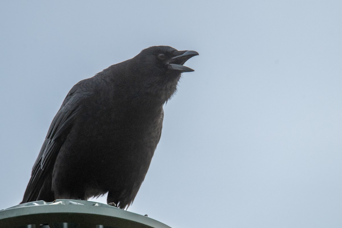 American Crow - ML614941506