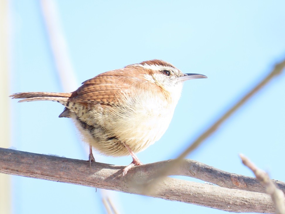 Carolina Wren - Pat Breneman