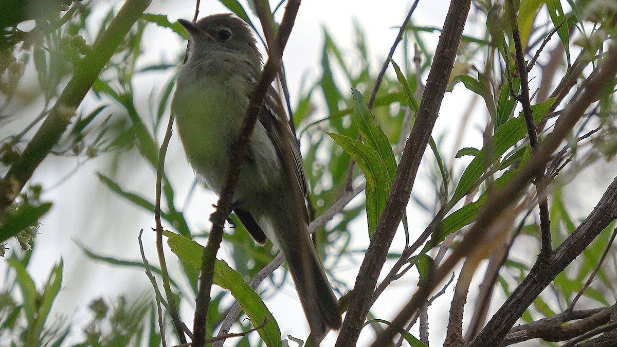 Small-billed Elaenia - ML614941523