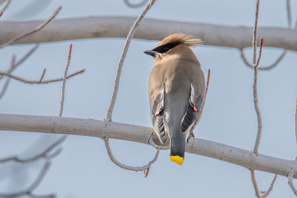 Cedar Waxwing - ML614941528