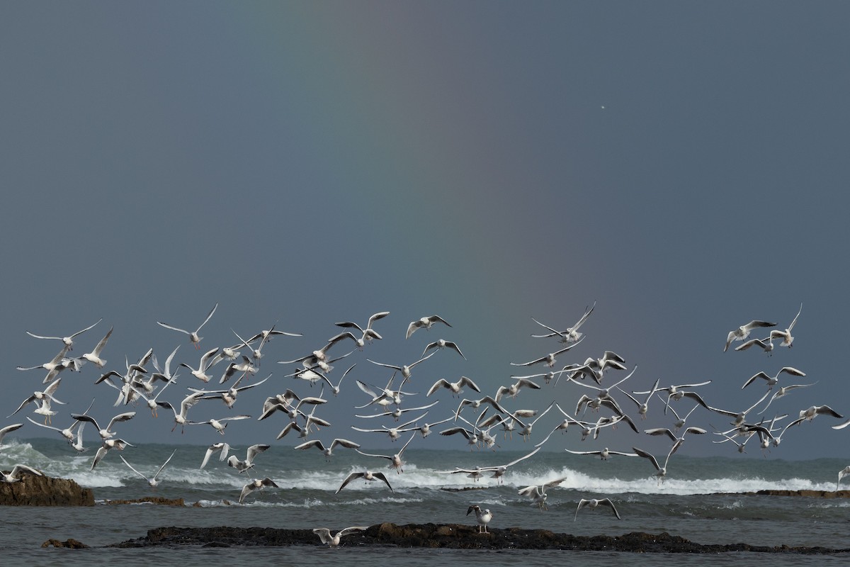 Slender-billed Gull - Micha Mandel