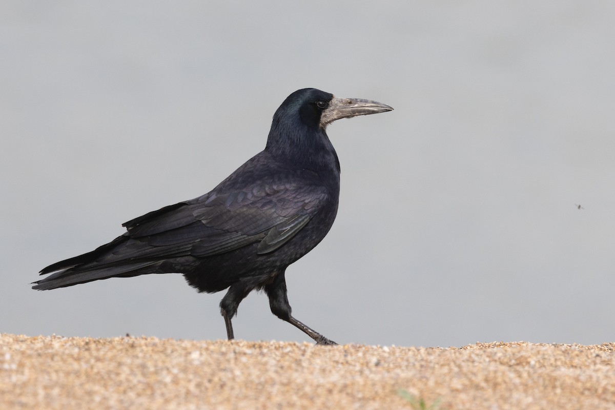 Corbeau freux - ML614941545