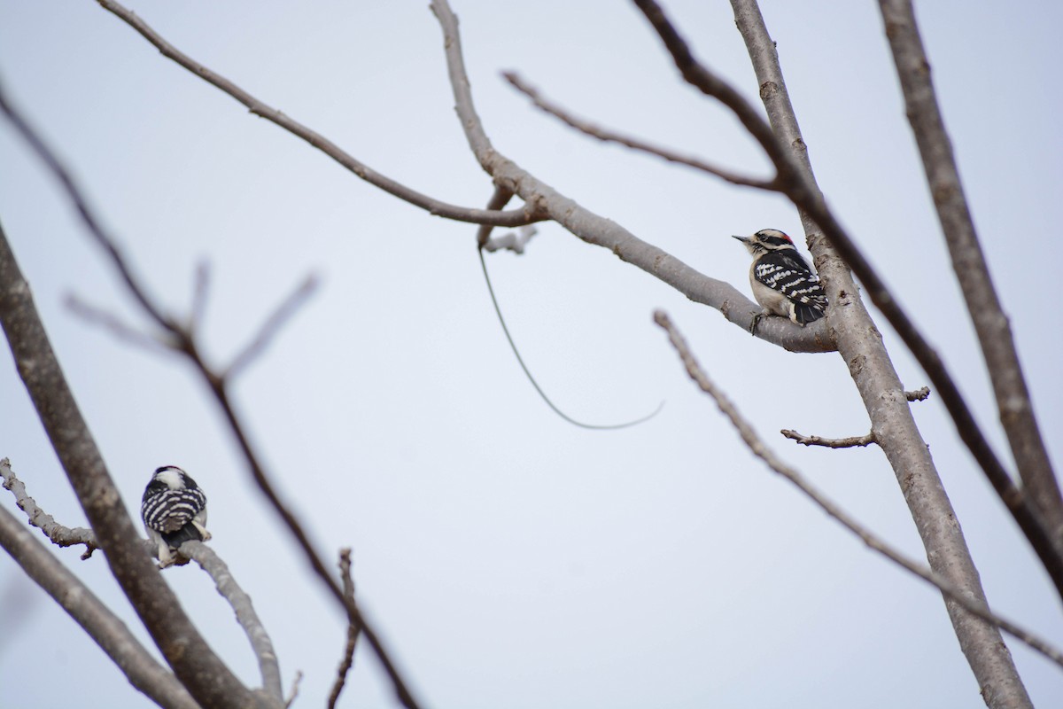 Downy Woodpecker - Emma Blackford