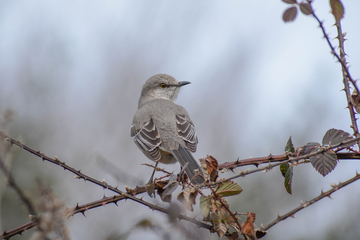 Northern Mockingbird - ML614941624