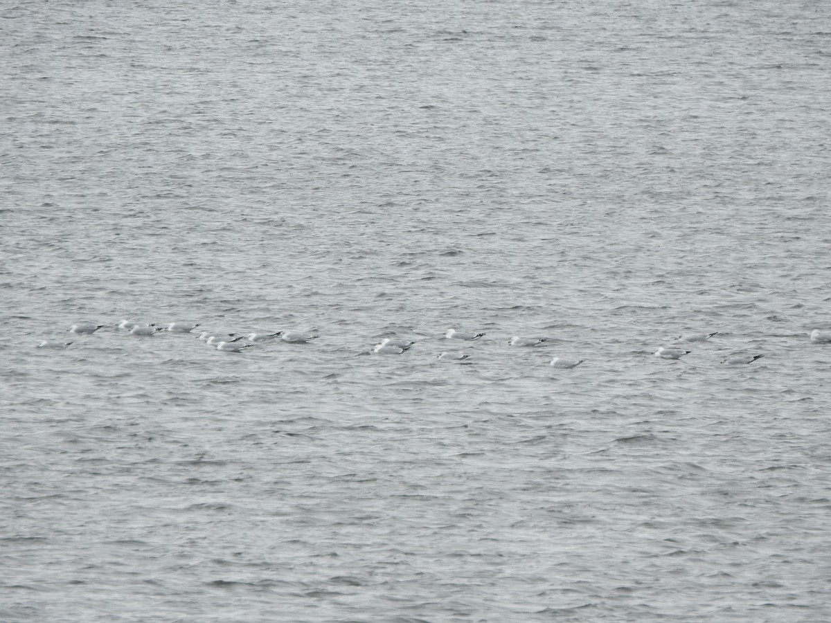 Ring-billed Gull - ML614941657