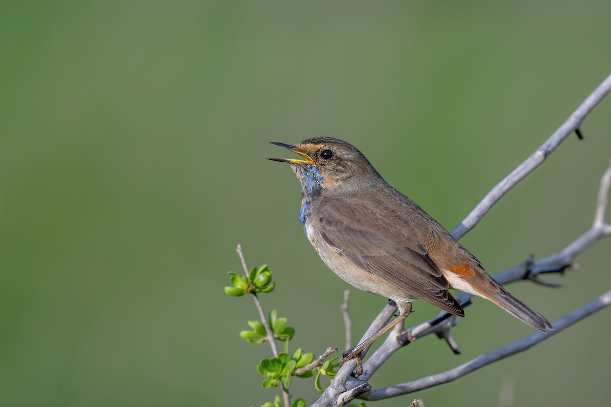 Bluethroat - ML614941696