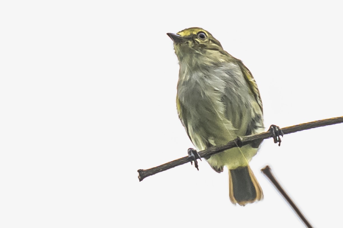 Choco Tyrannulet - Amed Hernández