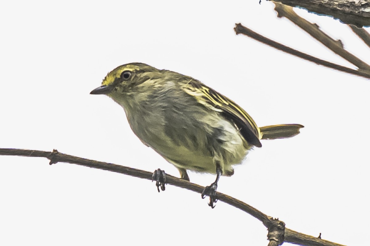 Choco Tyrannulet - Amed Hernández