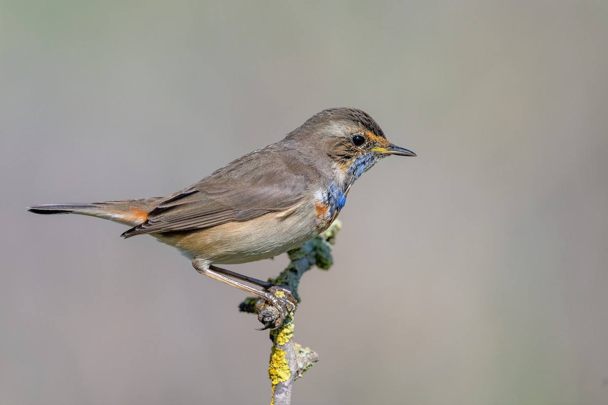 Bluethroat - ML614941725