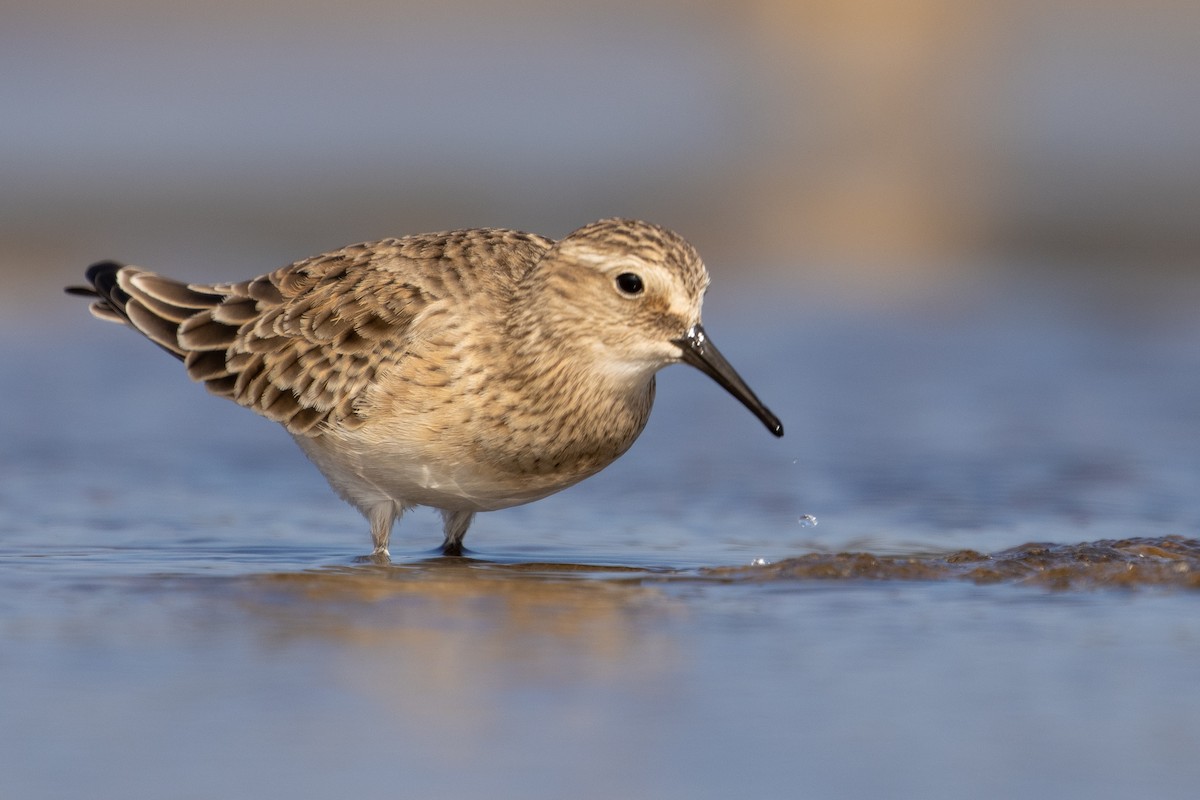 Baird's Sandpiper - Pablo Andrés Cáceres Contreras