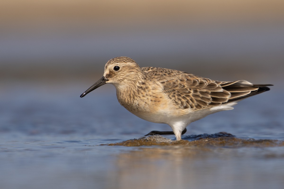 Baird's Sandpiper - Pablo Andrés Cáceres Contreras