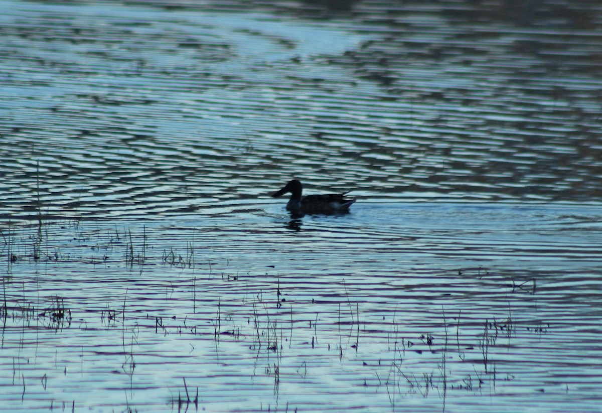 Northern Shoveler - Vicky Bonifacio