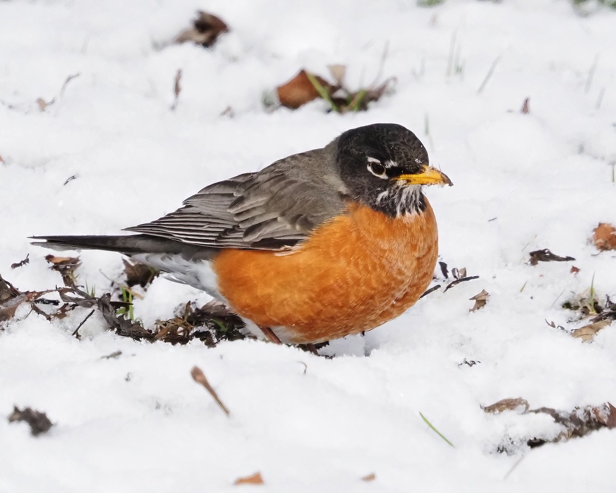 American Robin - Mike Smith