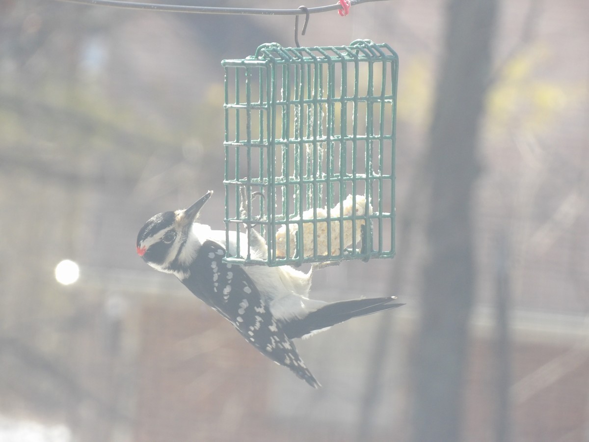 Hairy Woodpecker - ML614941803