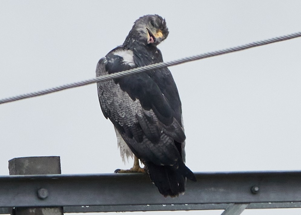 Black-chested Buzzard-Eagle - ML614941845