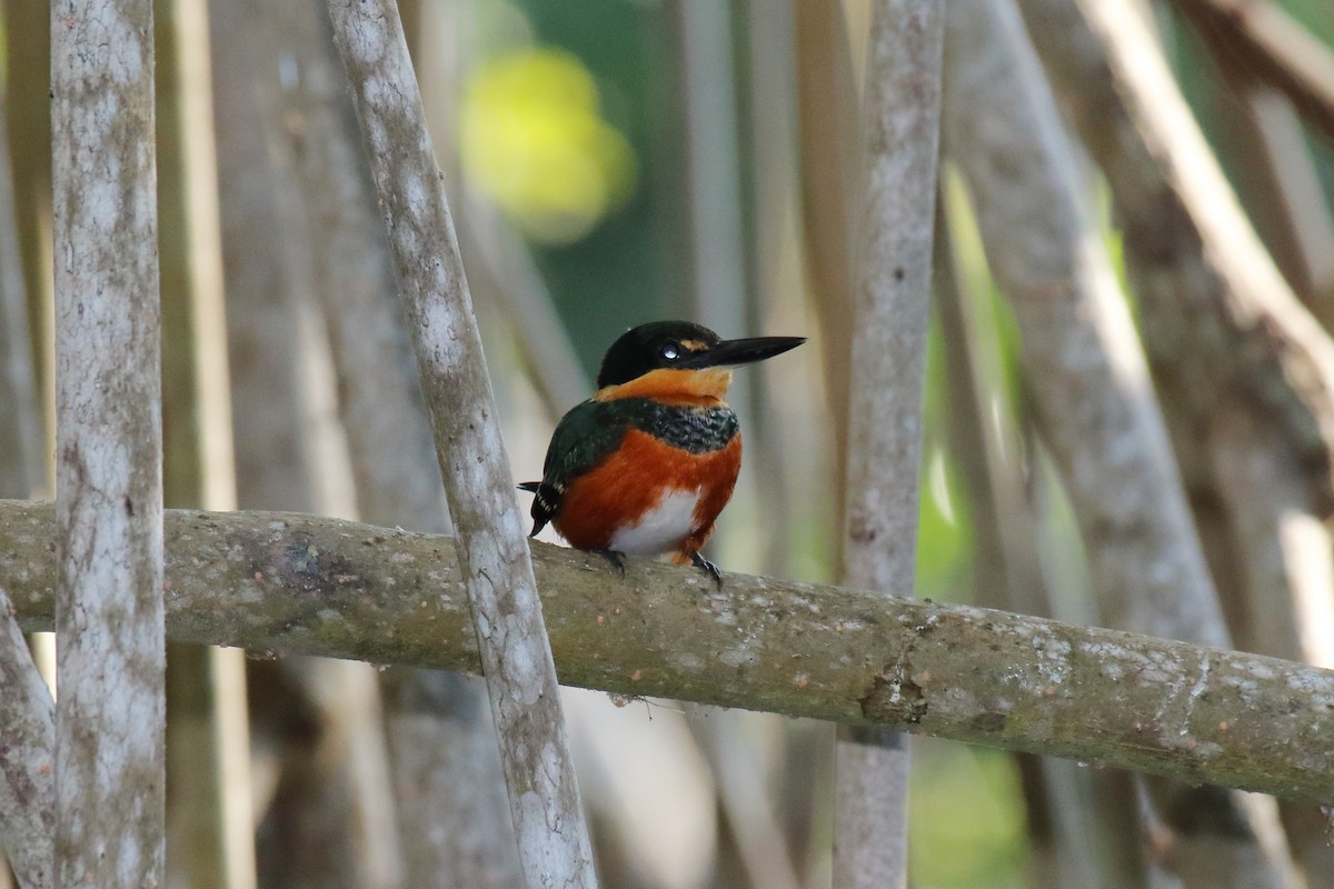 American Pygmy Kingfisher - ML614941918