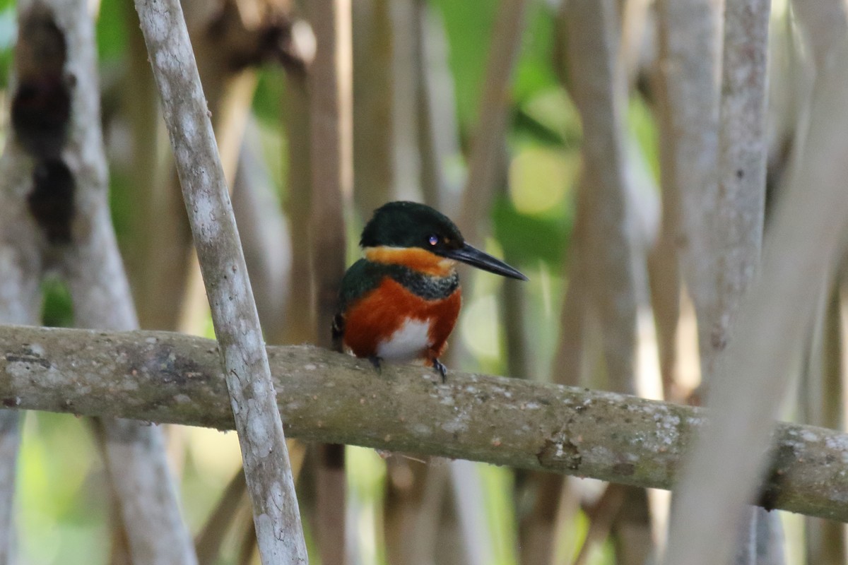 American Pygmy Kingfisher - ML614941919