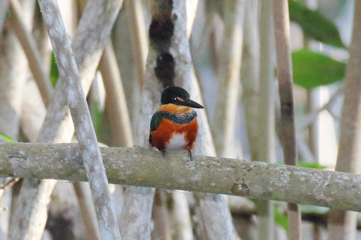 American Pygmy Kingfisher - ML614941920