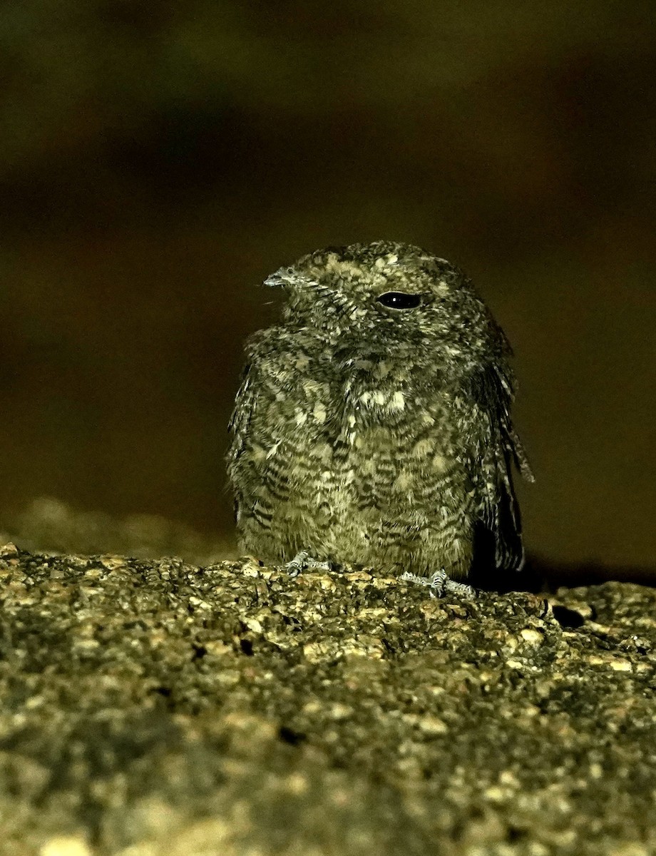 Freckled Nightjar - ML614941998