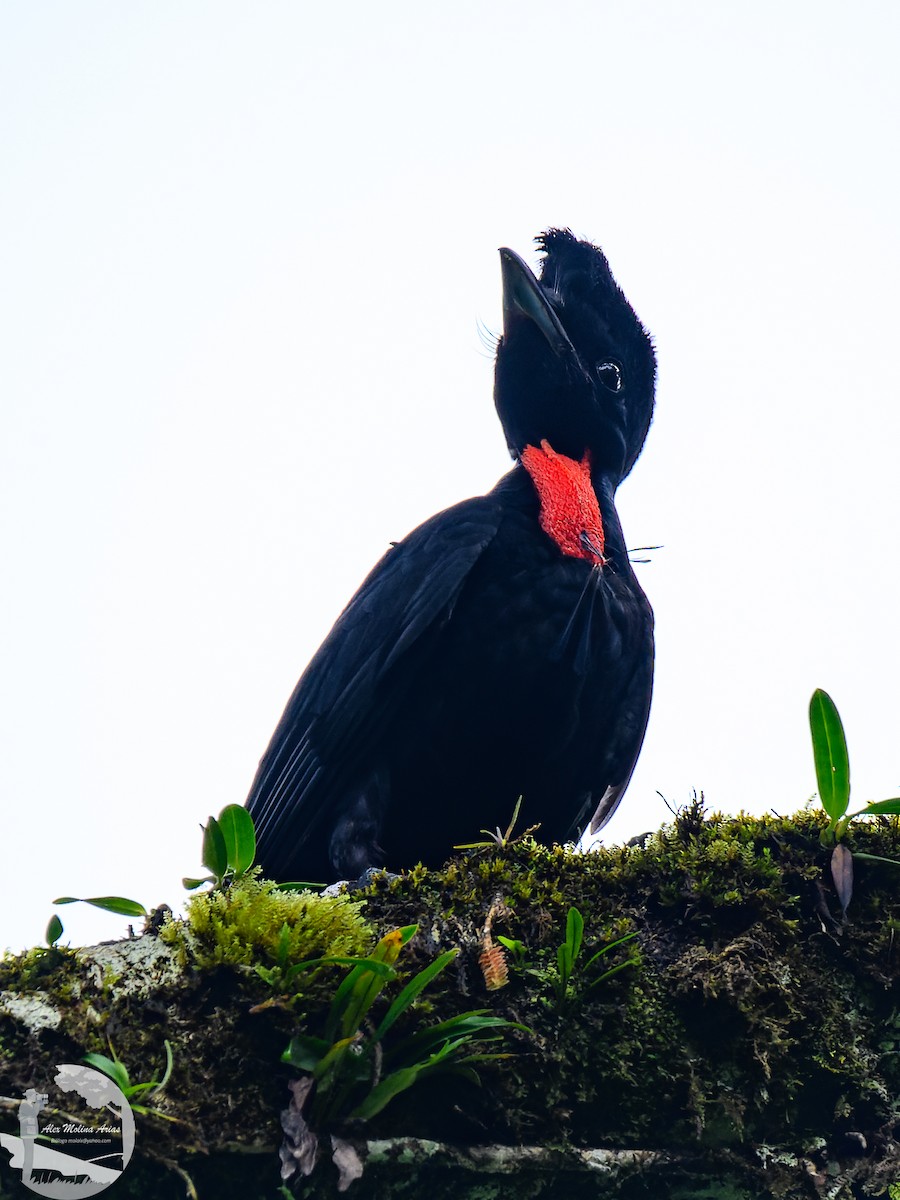 Bare-necked Umbrellabird - Alex Molina