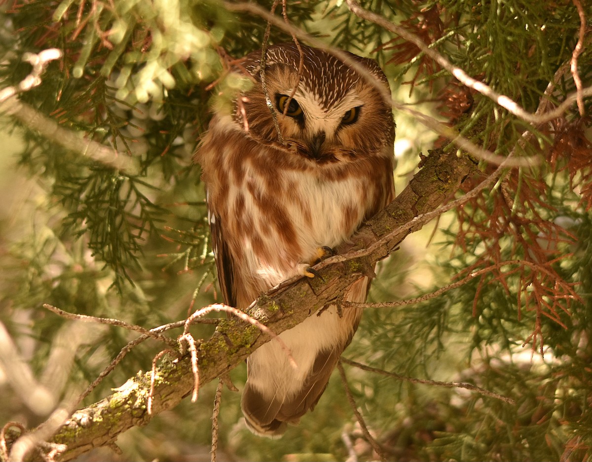 Northern Saw-whet Owl - Ken Pahlas