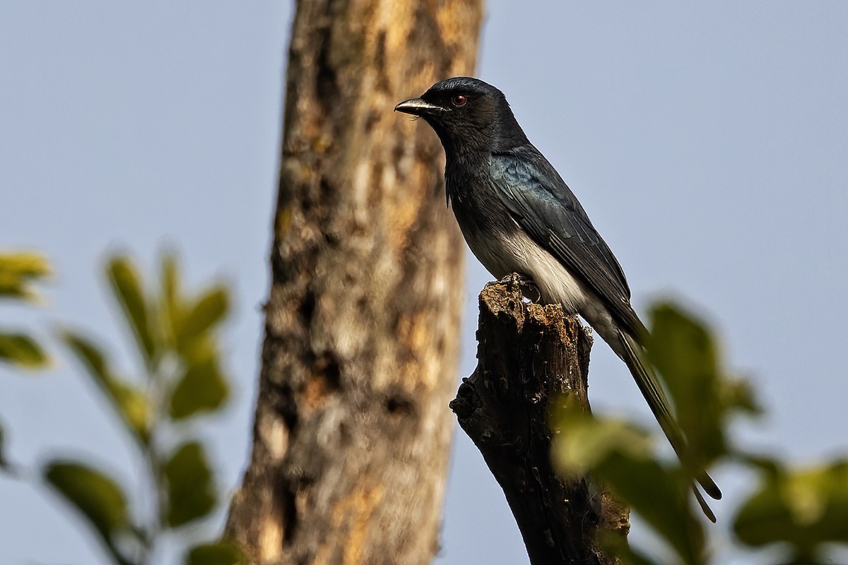 White-bellied Drongo - ML614942031