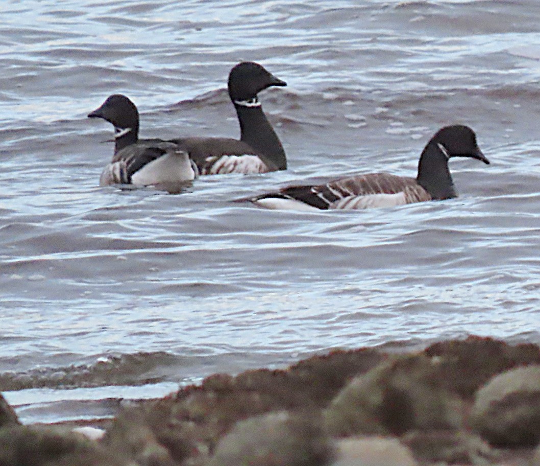 Brant (Gray-bellied) - Martha Keller