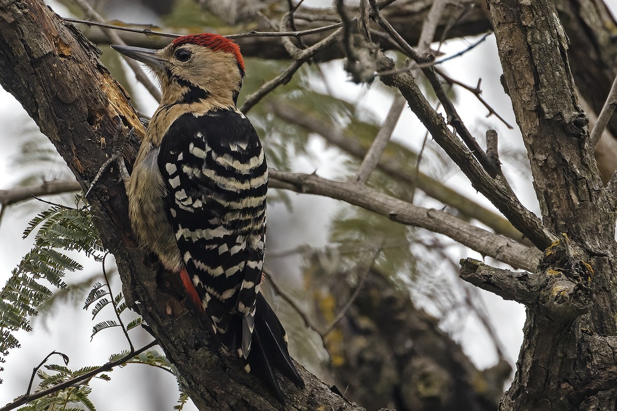 Fulvous-breasted Woodpecker - ML614942067