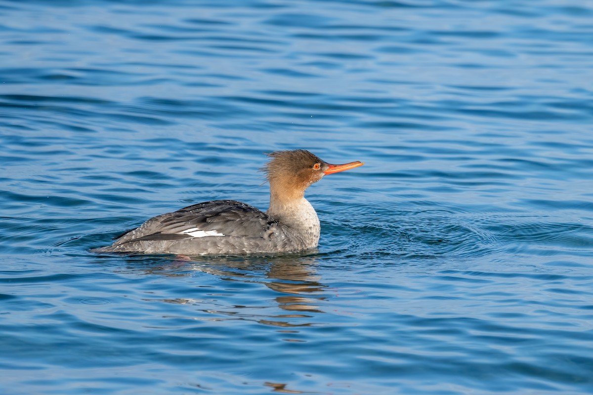 Red-breasted Merganser - ML614942074