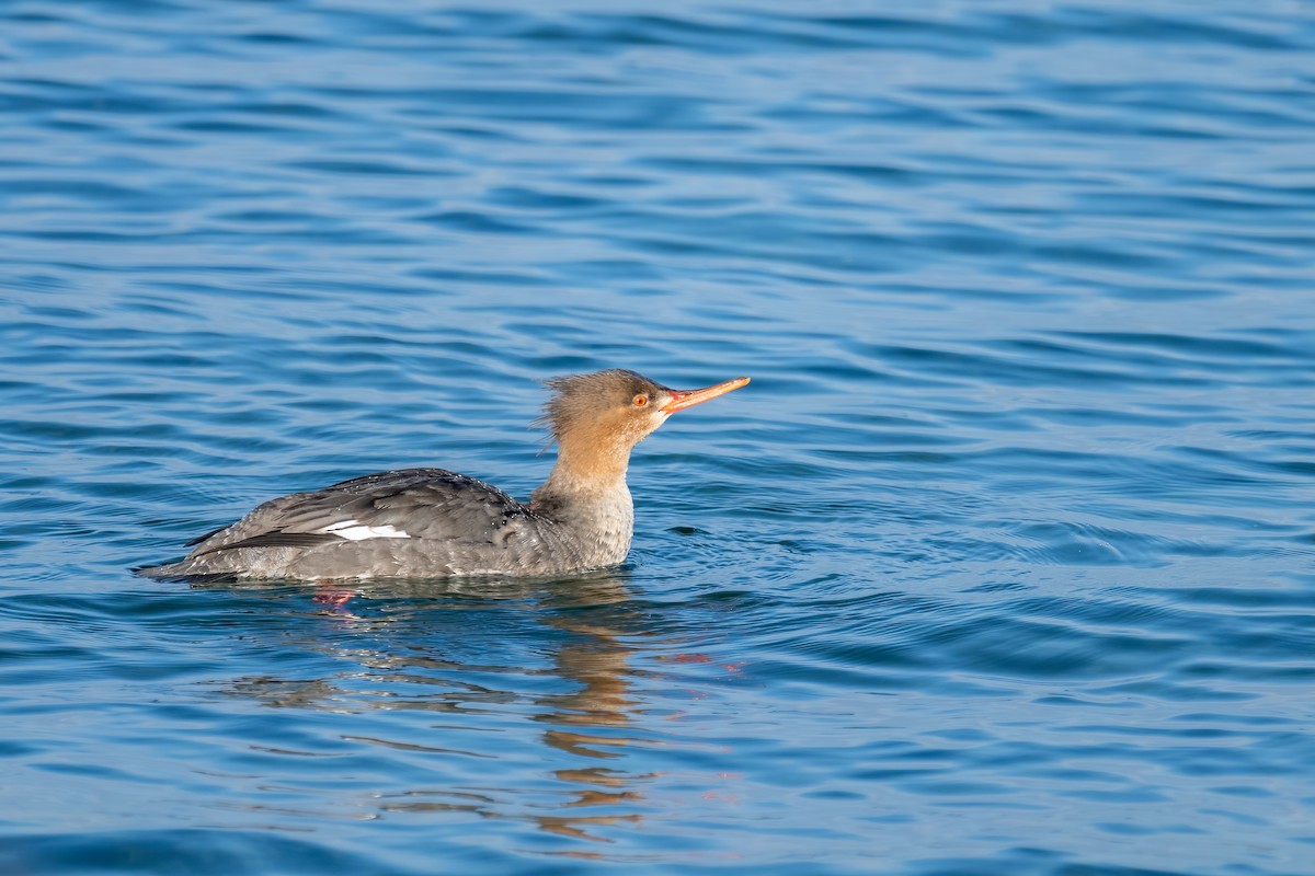 Red-breasted Merganser - ML614942076