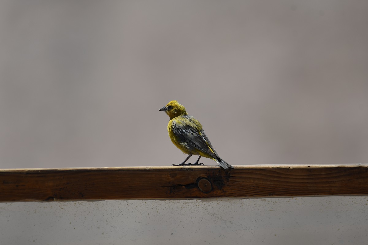 Greater Yellow-Finch - ML614942077