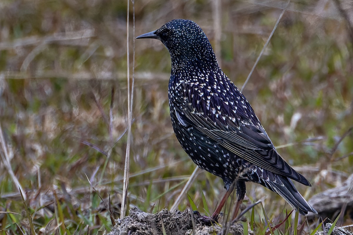 European Starling - ML614942078