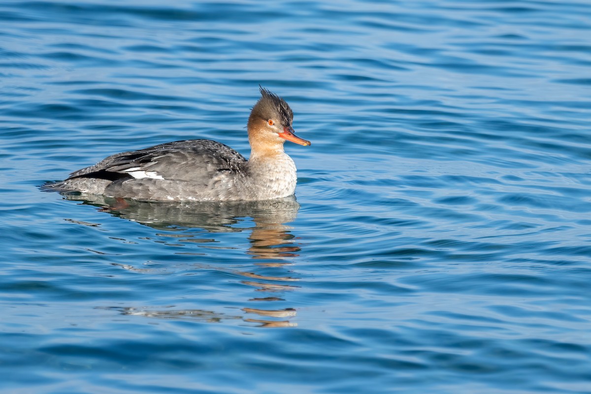 Red-breasted Merganser - ML614942101