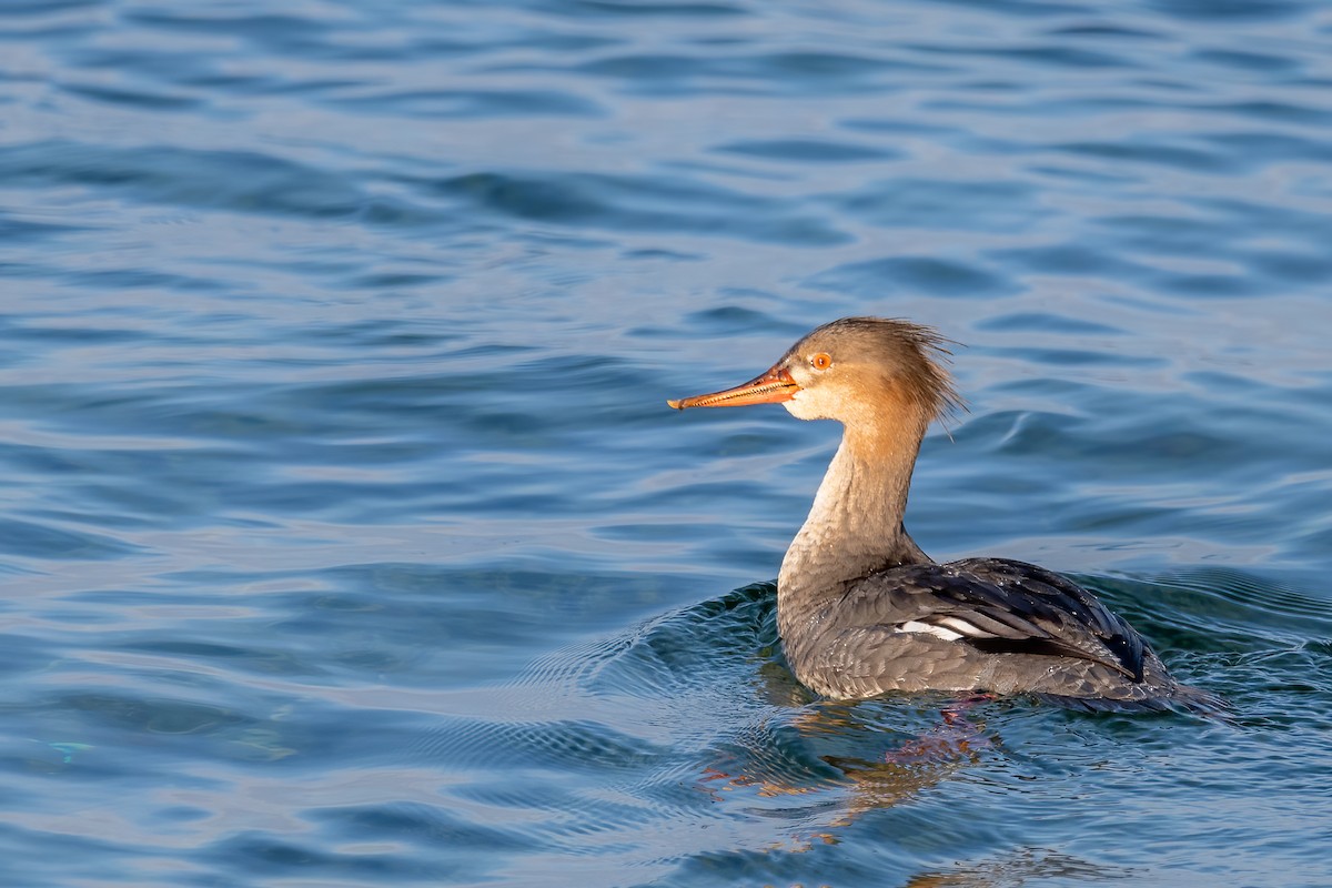 Red-breasted Merganser - ML614942159